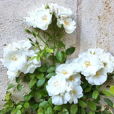 Demeure De La Combe *